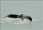 Humpback near Tracy Arm Fjord - Alaska